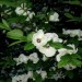Silky Stewartia